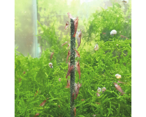 Aquarium-Szene mit Garnelen an einer Stange und grünen Wasserpflanzen
