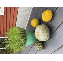 Gartenarrangement mit Topfpflanze und verschiedenen Kürbissen