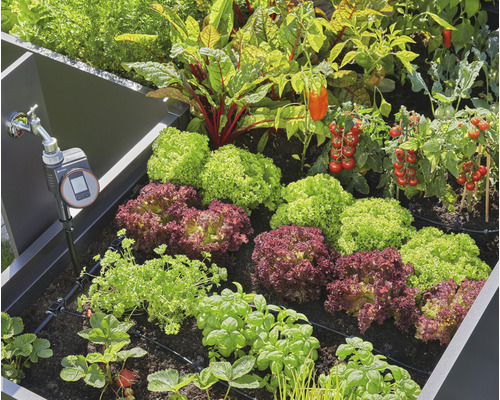 Hochbeet bepflanzt mit Salat, Tomaten, Erdbeeren, Kräutern und Mangold mit Bewässerungssystem