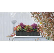Blumenkasten mit verschiedenen Pflanzen auf einer Terrasse