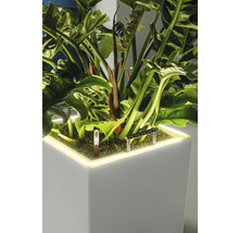Pflanzkübel rechteckig Lechuza Canto Premium 40 Kunststoff 40 cm x 40 cm x 76 cm weiß
