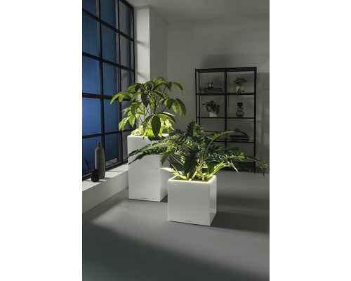 Zwei Pflanzen in weißen, würfelförmigen Pflanzgefäßen in einem Zimmer