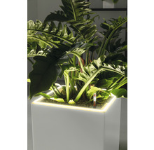 Pflanzkübel rechteckig Lechuza Canto Premium 40 Kunststoff 40 cm x 40 cm x 76 cm weiß