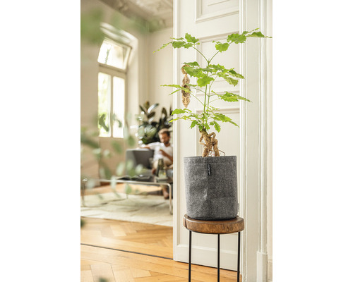 Ginseng-Feigenbaum in einem Pflanzgefäß auf einem Beistelltisch in einem hellen Raum