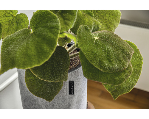 Begonie in einem grauen Stoffübertopf