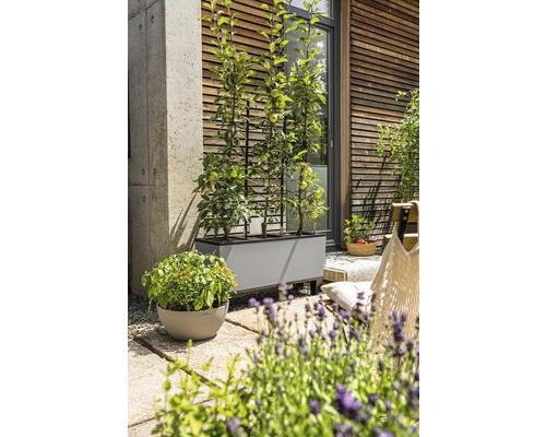 Terrasse mit bepflanztem Pflanzkasten und Spalier