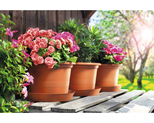Blumentöpfe mit Blumen auf einer Holzbank im Garten.