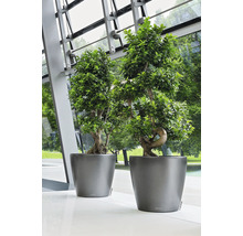 Zwei grüne Bonsai-Bäume in grauen Pflanzgefäßen stehen auf einem hellen Boden.