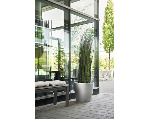 Dekorative Pflanze in einem Pflanzgefäß neben einer Sitzbank vor einem Gebäude mit Glasfassade.