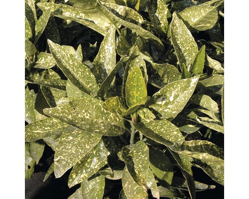 Detailaufnahme einer Aucube mit gefleckten Blättern.