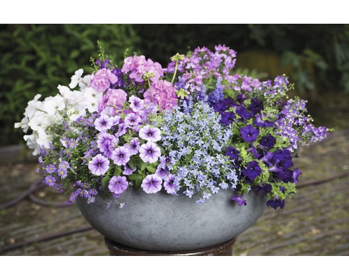 Blumenarrangement in einem runden Pflanzgefäß