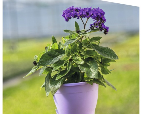 Heliotrop Pflanze in einem Topf mit lila Blüten und grünen Blättern