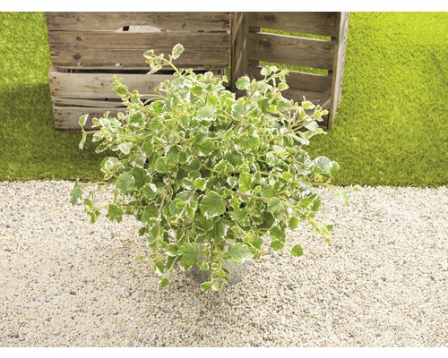 Plectranthus mit grün-weissen Blättern im Topf