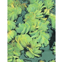 Gemeiner Schwimmfarn FloraSelf Salvinia natans H 2-5 cm Co 1 L