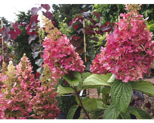 Rispenhortensie mit rosa Blüten