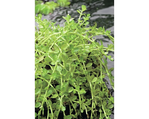 Grüne Rotala FloraSelf Rotala rotdunifolia 'Green' H 5-15 cm Co 1 L