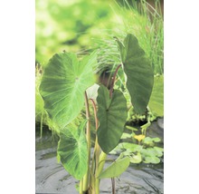 Taro Pflanze im Teich mit großen Blättern
