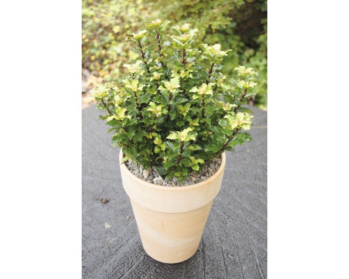 Stechpalme in einem Topf