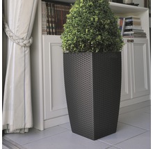 Dekorative Pflanze in einem Pflanzgefäß im Rattan-Look