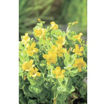 Sumpf-Johanniskraut FloraSelf Hypericum elodes H 10-20 cm Co 3 L