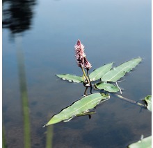 Wasserknoterich FloraSelf Polygonium amphibium H 10-30 cm Co 3 L
