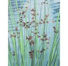 Seesimse FloraSelf Scirpus lacustris H 10-70 cm Co 3 L