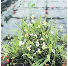 Igelschlauch FloraSelf Baldellia ranunculoides H 10-30 cm Co 3 L