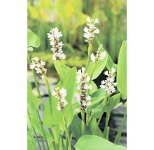 Hechtkrautweiss FloraSelf Pontederia cordata 'Alba' H 10-60 cm Co 3 L