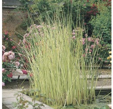 Weisse Seesimse FloraSelf Schoenoplectus lacustris 'Albescens' H 10-80 cm Co 3 L
