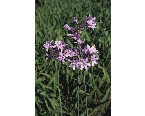 Thulbachia, Südseeknoblauch, Zimmerknoblauch FloraSelf Tulbachia violacea H 10-50 cm Co 0,6 L Nahaufnahme einer Tuberose mit violetten Blüten