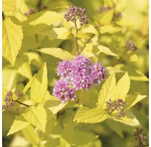 Goldgelbe Spiraea mit rosa Blüten