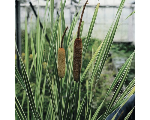 Bunter Rohrkolben FloraSelf Thypha latifolia 'Variegata' H 10-30 cm Co 3 L