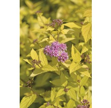 Spiere mit gelben Blättern und rosa Blüten