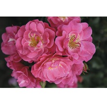 Nahaufnahme von rosa Rosenblüten