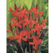 Indisches Blumenrohr mit Blüte