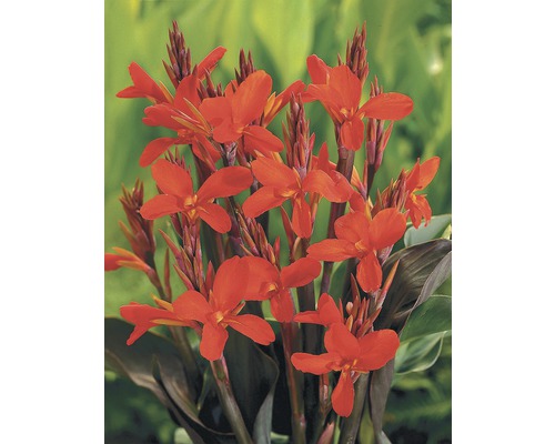 Indisches Blumenrohr mit Blüte