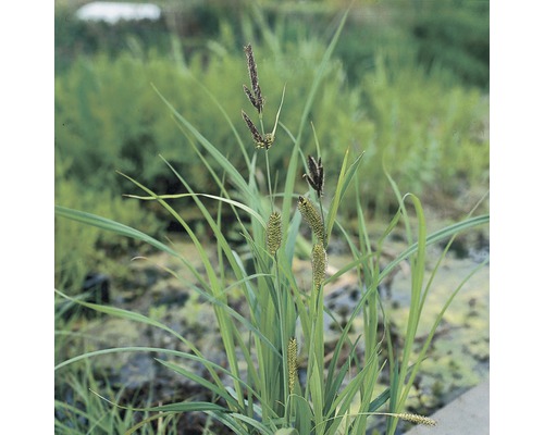 Ufersegge FloraSelf Carex riparia H 20-60 cm Co 10 L