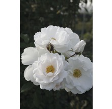 Nahaufnahme von weißen Rosenblüten mit gelben Staubgefäßen