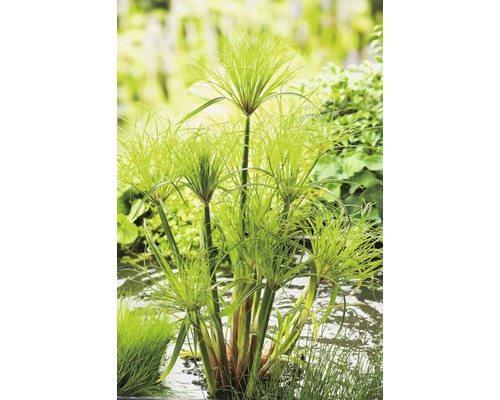 Zypergras im Gartenteich