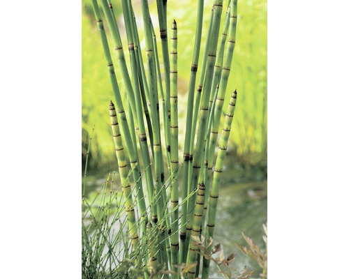 Teichschachtelhalm FloraSelf Equisetum japonica H 20-120 cm Co 10 L