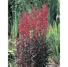 Lobelie mit roten Blüten im Gartenteich