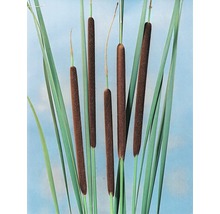 Schmalblätriger Rohrkolben FloraSelf Typha angustifolia H 20-40 cm Co 10 L