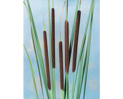 Schmalblätriger Rohrkolben FloraSelf Typha angustifolia H 20-40 cm Co 10 L