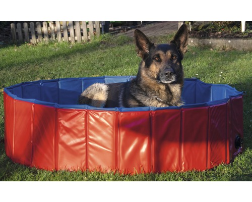 Deutscher Schäferhund liegt in einem Hundepool im Garten.