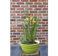 Miniteich FloraSelf inkl. Mixkorb mit Pflanzen Ø 40 cm Schale lime