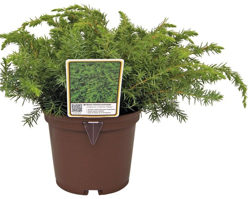 Blauer Kriechwacholder im Topf