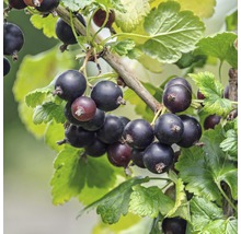 Bio Josta Beere Hof:Obst Ribes x nidigrolaria H 30-40 cm Co 3,4 L