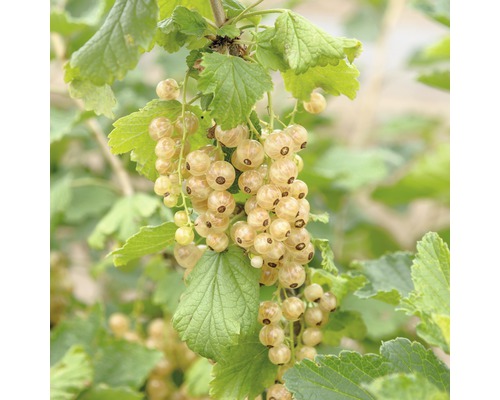 Bio Weiße Johannisbeere Hof:Obst Ribes rubrum 'Werdavia' H 30-40 cm Co 3,4 L Weiße Johannisbeeren an einem Strauch mit grünen Blättern