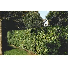 Im Bild ist eine grüne Lorbeerhecke zu sehen.