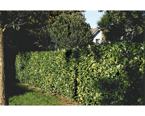 Im Bild ist eine grüne Lorbeerhecke zu sehen.